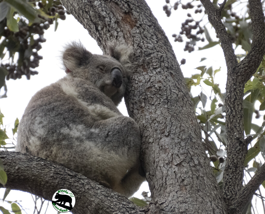 ears make the best pillows by koalagardens