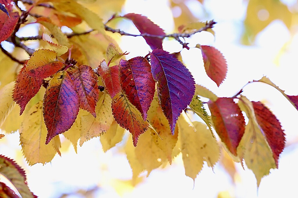Beautiful Autumn  by carole_sandford