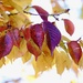 Beautiful Autumn  by carole_sandford