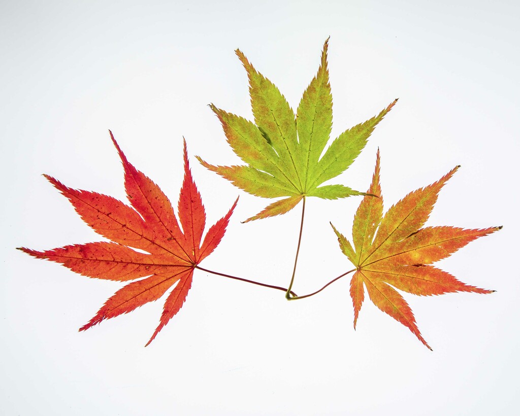 Japanese Maple Leaves by shepherdmanswife