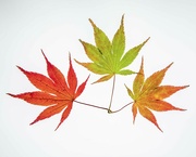 29th Oct 2021 - Japanese Maple Leaves