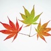 Japanese Maple Leaves by shepherdmanswife