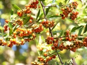 31st Oct 2021 - Pyracantha berries...
