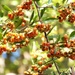 Pyracantha berries... by marlboromaam