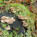 More Fungi by nodrognai