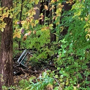 29th Oct 2021 - Rubbish in the autumn forest
