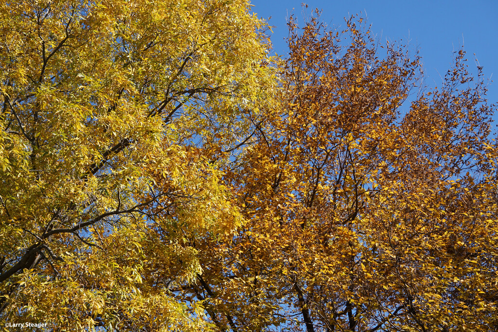 Autumn leaves by larrysphotos