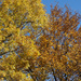 Autumn leaves by larrysphotos