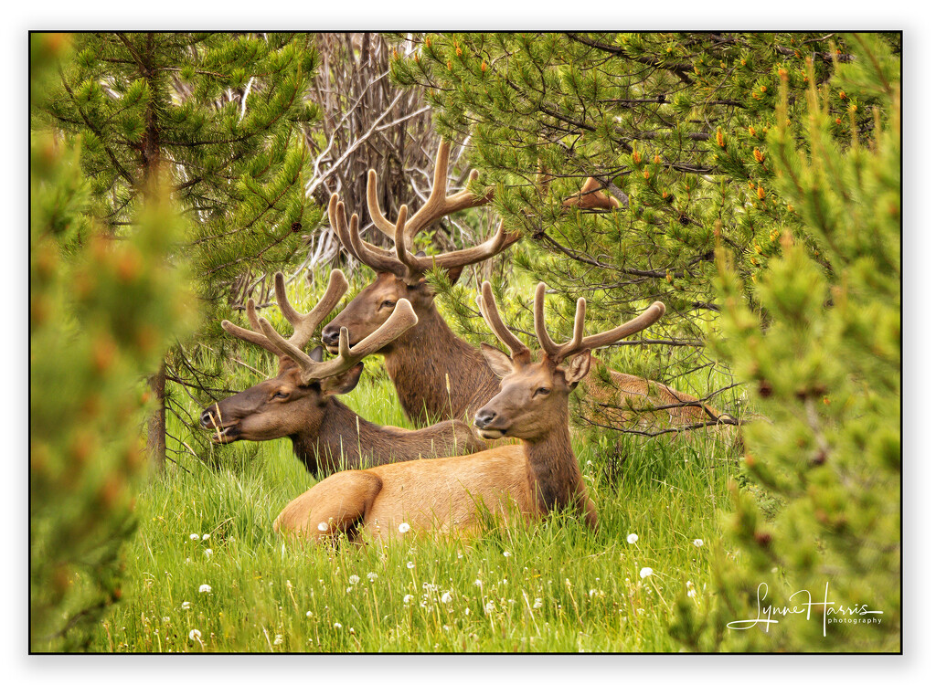 Three Elk by lynne5477