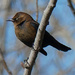 Rusty Blackbird by rminer