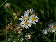 27th Oct 2021 - asters