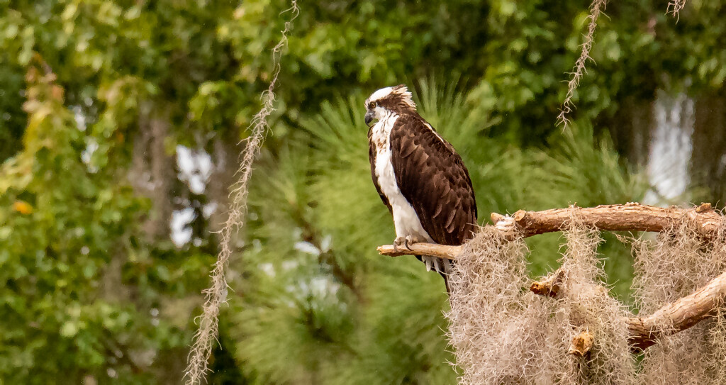 The Osprey Was Sitting Up There Scoping Out the Water Below! by rickster549