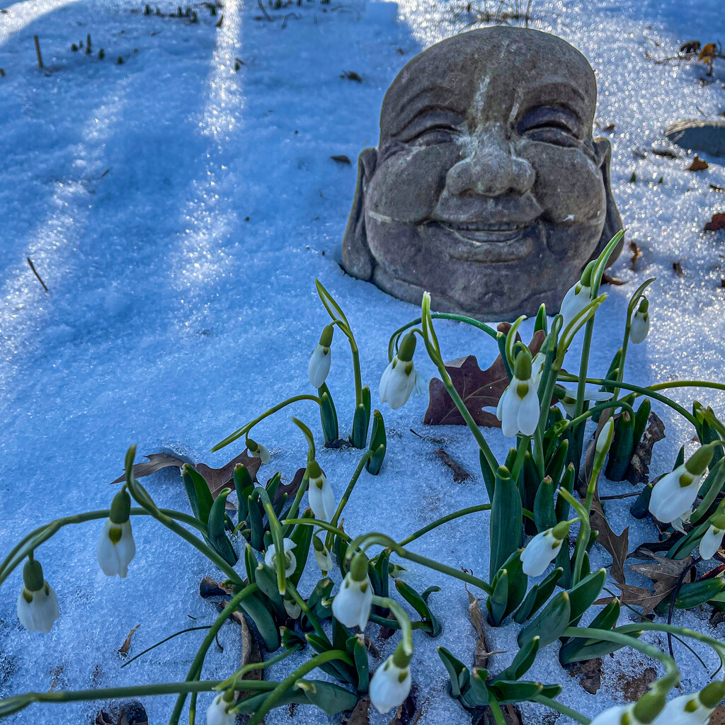 Snow Drops and Laughing Buddha by jbritt