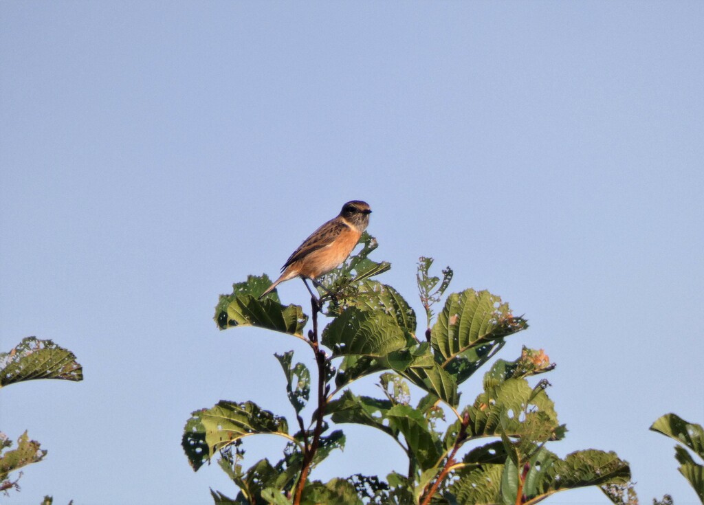 Stonechat by julienne1