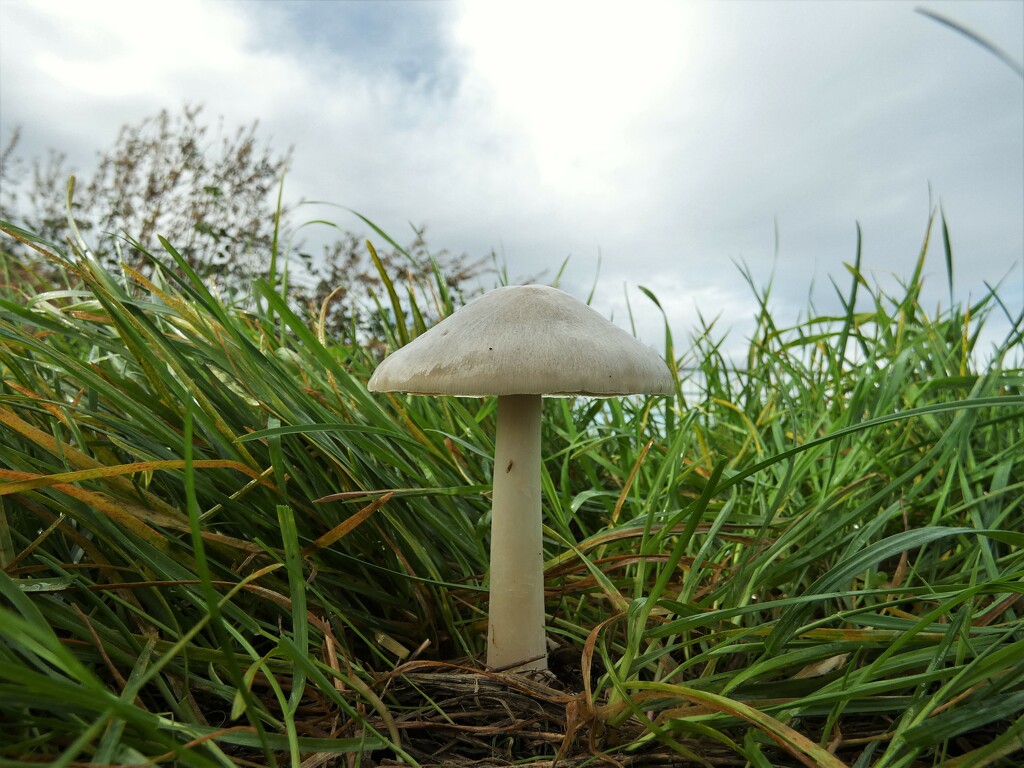 Just a mushroom... by julienne1