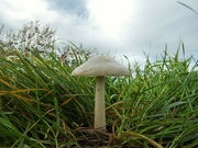 29th Oct 2021 - Just a mushroom...