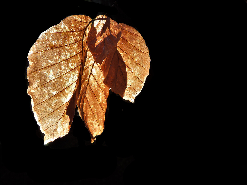 Autumn leaf by etienne
