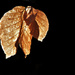 Autumn leaf by etienne