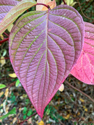 31st Oct 2021 - Red leaf