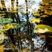 Buscot lily pads by nigelrogers