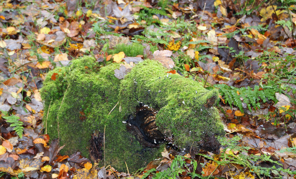 The Scottish short horned moss green unicorn by nodrognai