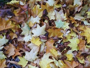 26th Oct 2021 - Autumn Leaves