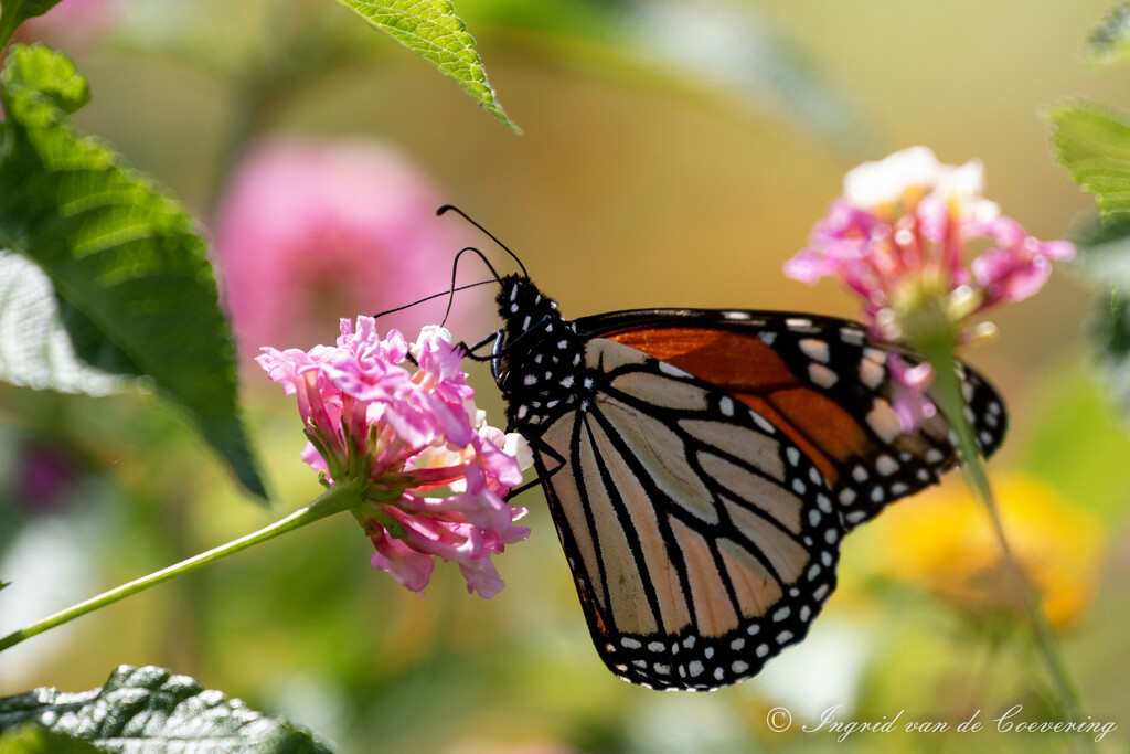A Monarch butterfly by ingrid01