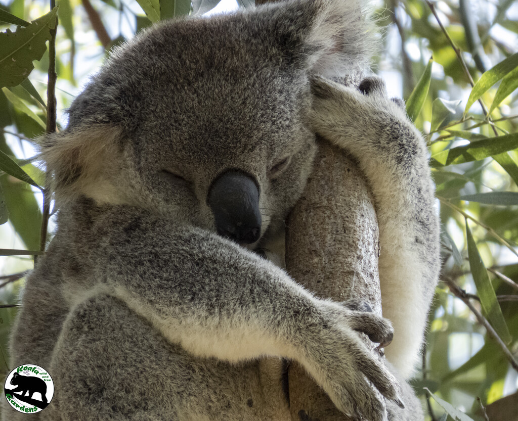 sleep it off by koalagardens