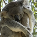 sleep it off by koalagardens