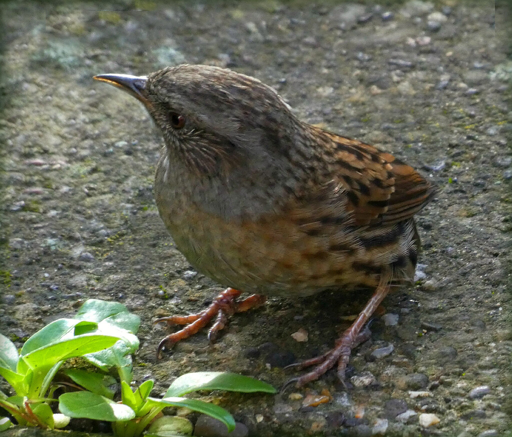 Dunnock  by wendyfrost