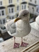 31st Oct 2021 - Mr Seagull…..the full length image! I am very handsome! 