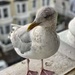 Mr Seagull…..the full length image! I am very handsome!  by happypat
