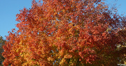 31st Oct 2021 - Autumn leaves 1