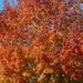 Autumn leaves 1 by larrysphotos