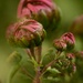 Chrysanthemums buds........... by ziggy77