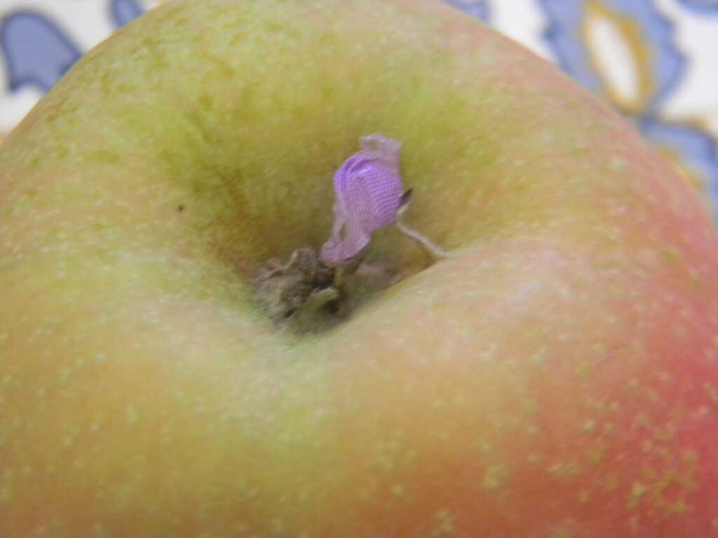 Purple Flower on Apple by sfeldphotos