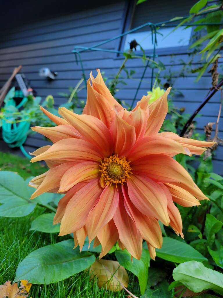 Late Dahlia by kimmer50