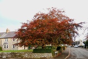 31st Oct 2021 - Beech Tree at No 3 