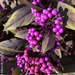 Beautyberry Bush by falcon11