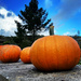 pumpkins & ghost cloud by cam365pix