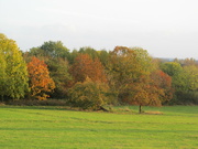 31st Oct 2021 - Upper Ipsley Meadows