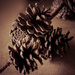 Patient pine cones by randystreat