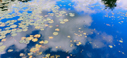 31st Oct 2021 - Lilypond reflections