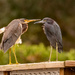 My Beak is Bigger Than Your Beak! by rickster549