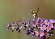 17th Oct 2021 - Prairie Pollinator