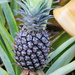 Pineapple by leestevo
