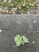 28th Oct 2021 - Leaves, Sidewalk, Grass