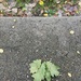 Leaves, Sidewalk, Grass by mcsiegle