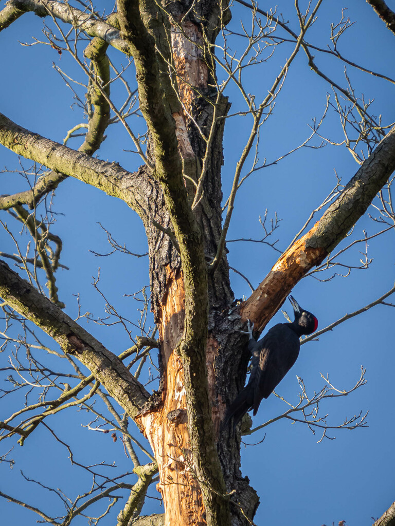 Black woodpecker by haskar