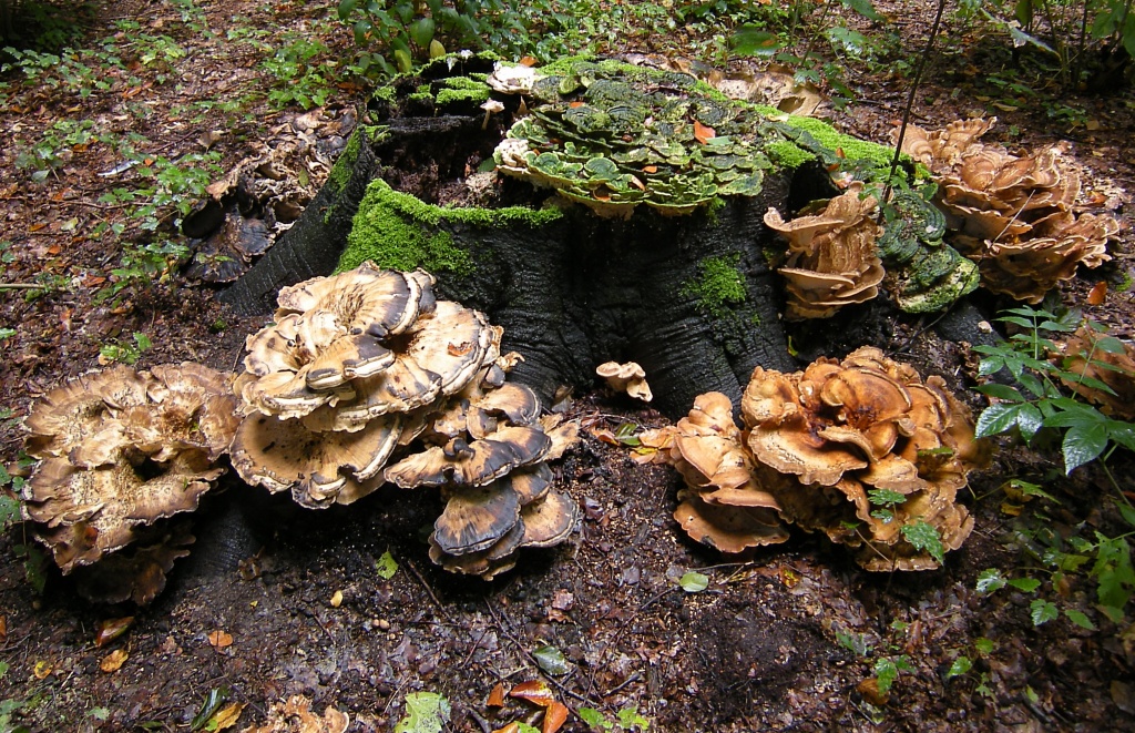 An old treestump and some toadstools by pyrrhula
